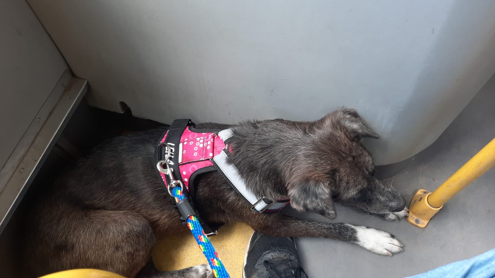 Leila se perdió en la zona del Parque El Virrey; su familia mantiene activa la búsqueda y pide colaboración ciudadana.