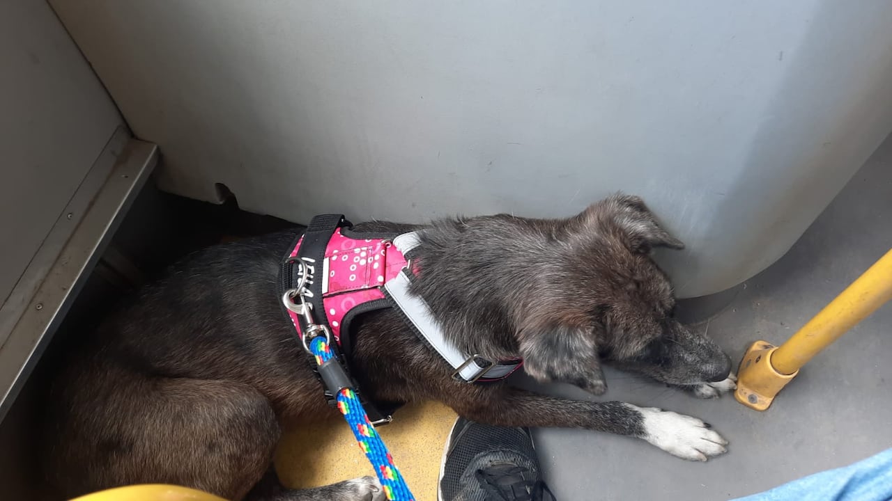 Leila se perdió en la zona del Parque El Virrey; su familia mantiene activa la búsqueda