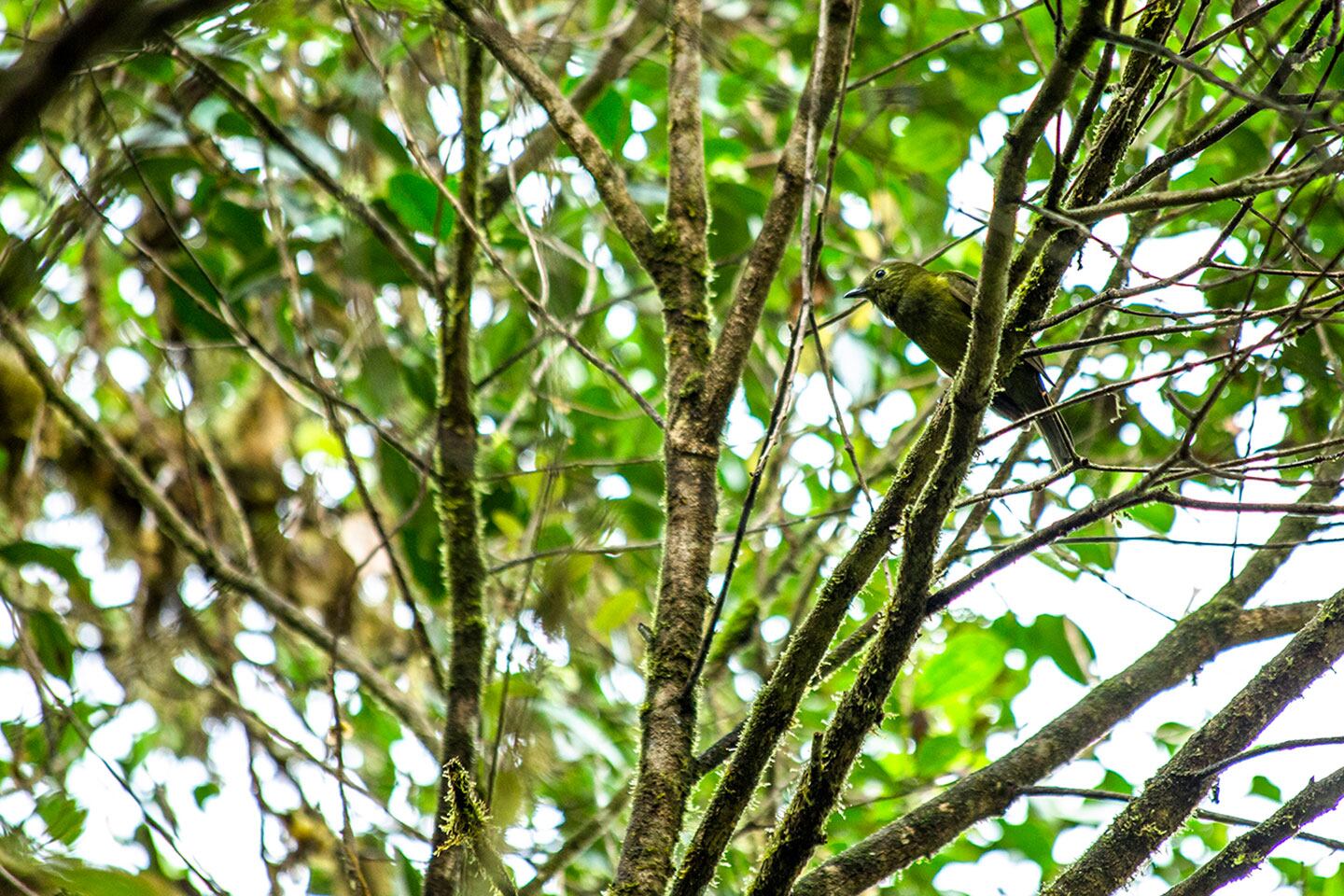 La Reserva La Planada es una de las más biodiversas de Colombia.