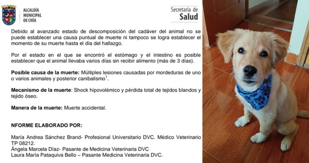 El informe de necropsia de las autoridades de Chía indica que Dante no comió durante 3 días seguidos y que fue atacado por otros perros, quienes se alimentaron con su cuerpo.