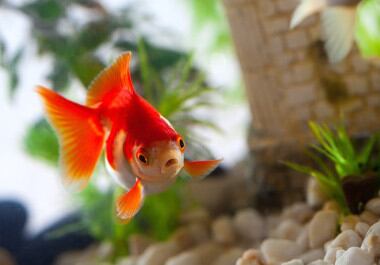 ¿Es verdad que la memoria de un pez dorado dura 3 segundos? No, de hecho estudios han demostrado que estos animales reconocen ciertas rutinas y pueden aprender a esperar la comida.