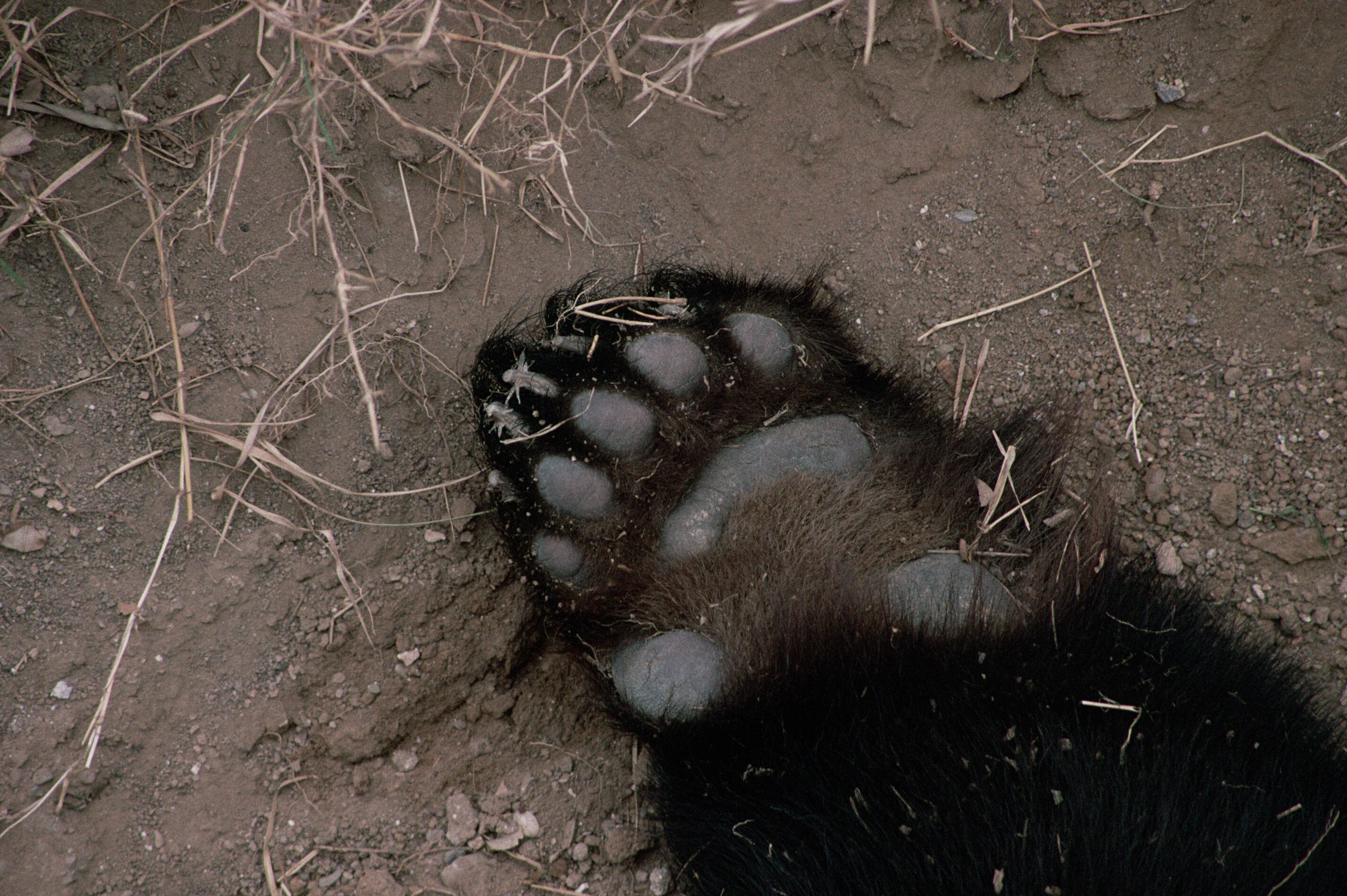 La familia permaneció 2 años con el animal creyendo que era una raza exótica de perro