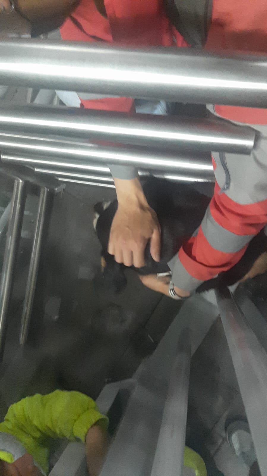 Perrita atrapada en los torniquetes de Transmilenio