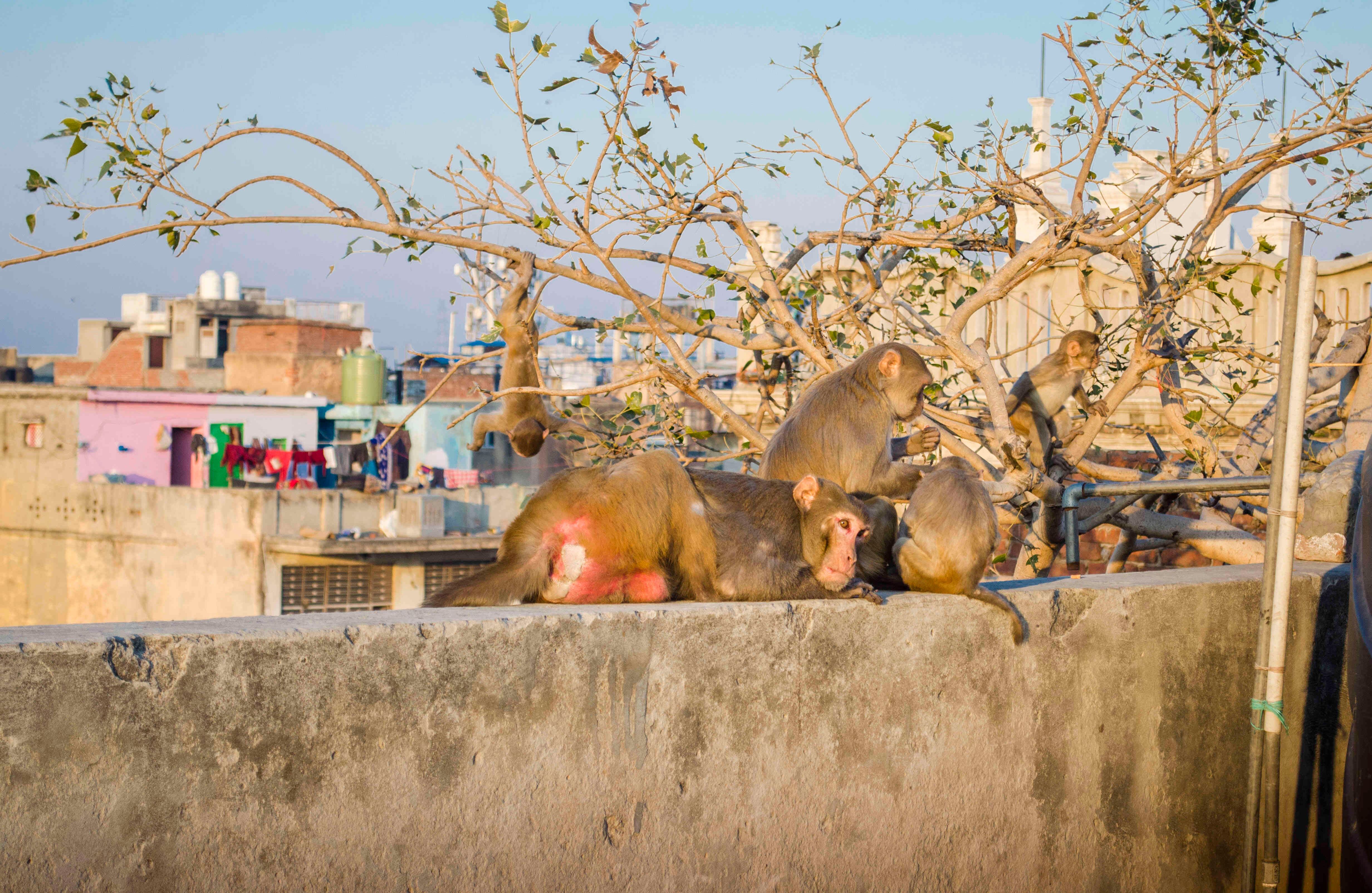 Una de las deidades más importantes del hinduismo es Hánuman, el dios mono, de ahí que en India adoren estos animales, que simbolizan lealtad, valor, fidelidad y amistad. Fotografía: Katerine Lara Rojas