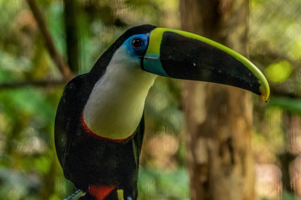 Nueva política de protección animal