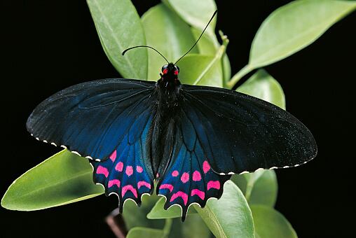 Las mariposas pueden tener distintos tipos de color.