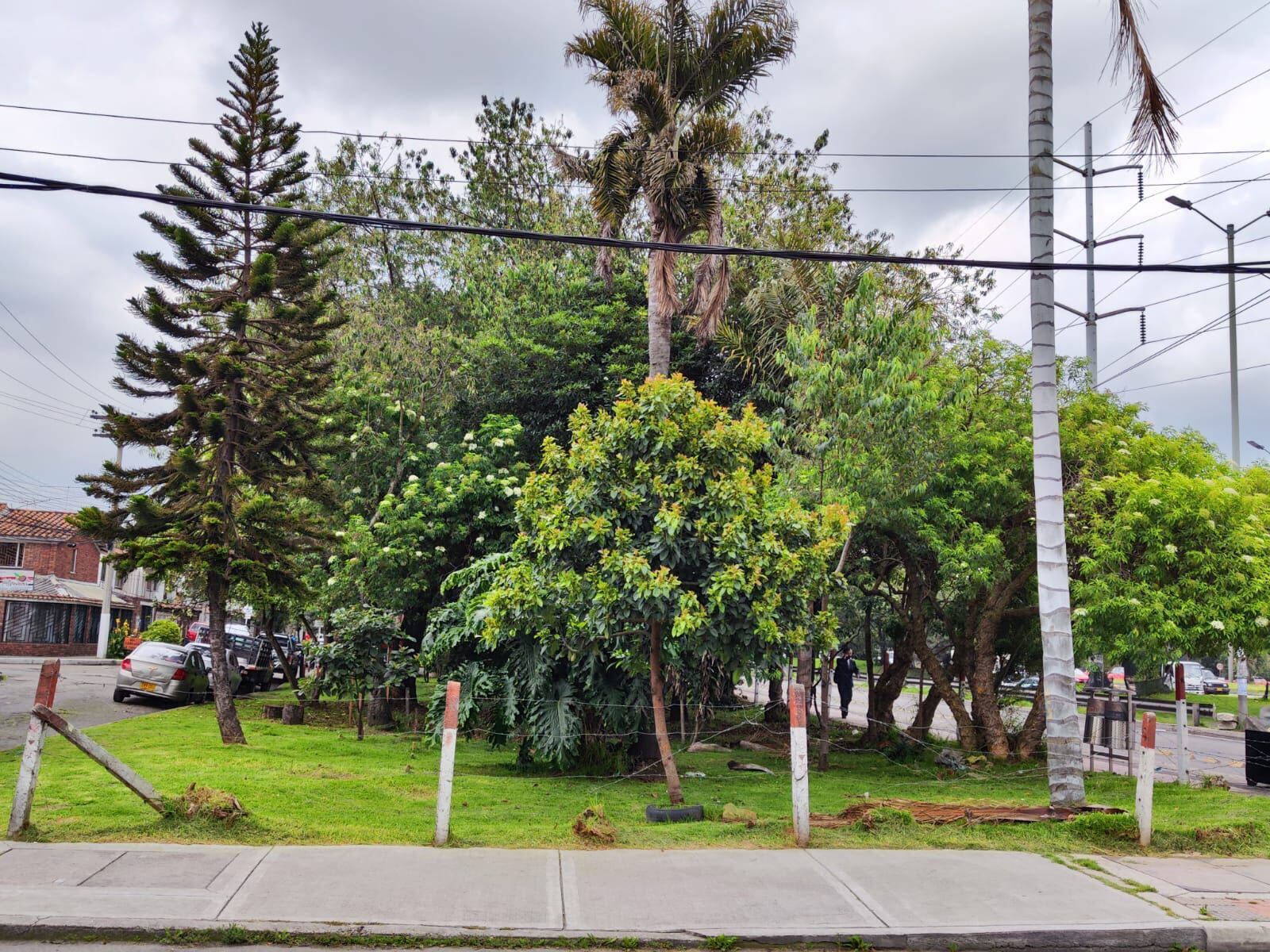 Estos serían los árboles afectados.