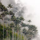 Palmares de Tochecito: un nuevo santuario que reconoce el valor ambiental de la palma de cera.