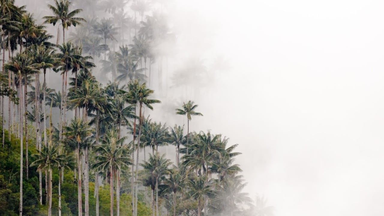 Palmares de Tochecito: un nuevo santuario que reconoce el valor ambiental de la palma de cera.