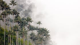 Palmares de Tochecito: un nuevo santuario que reconoce el valor ambiental de la palma de cera.