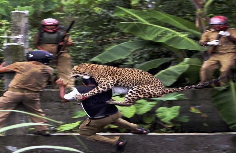 Cazador cazado

Un leopardo ataca a un guardia forestal en el pueblo de Prakash Nagar, en India. Después de penetrar en la población, el felino hirió a siete personas antes de que lograran controlarlo.
