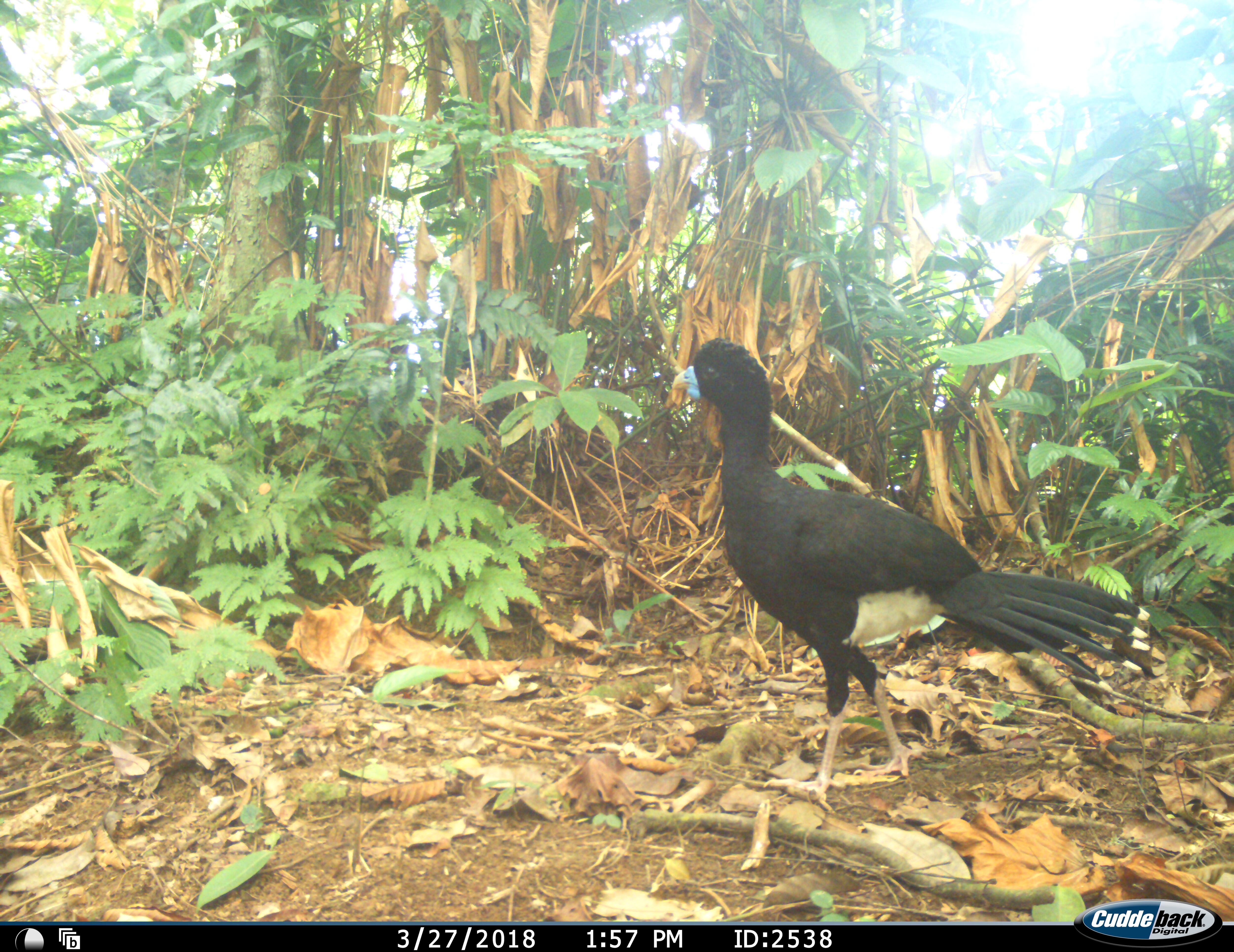 El paujil pico azul, una de las especies en vía de extinción que se encuentra en los territorios donde tiene presencia Conexión Jaguar, programa que busca protegerlas.
