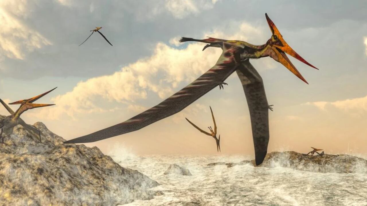 Los huesos correspondían a una especie de pterosaurio
