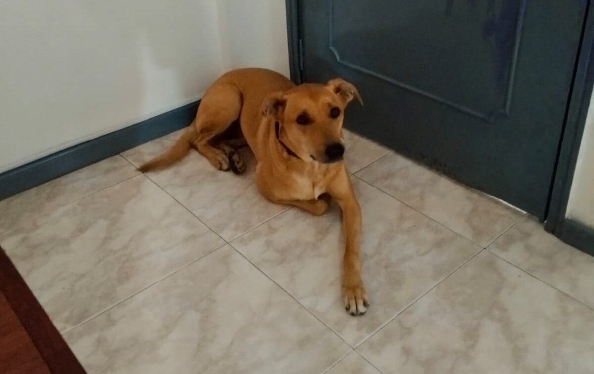 Semilla se encuentra desaparecida desde el pasado 21 de diciembre de 2024.