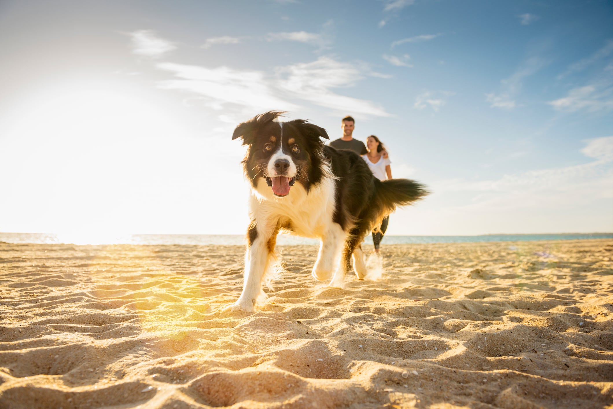 ¿Cómo saber que un perro puede tener hiperactividad?