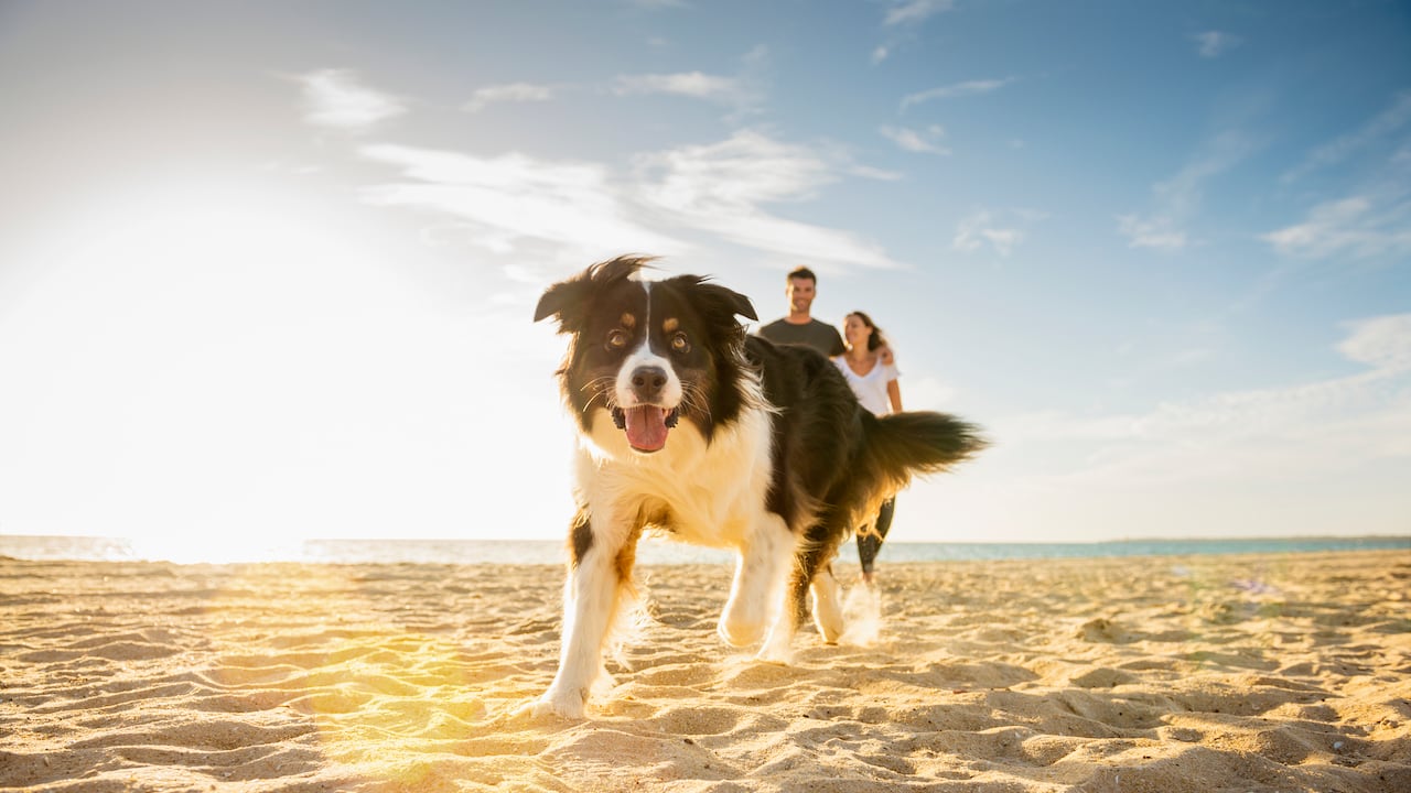 Con la regulación del matrimonio “pet friendly” Ecuador se adelantó a la mayoría de países de Latinoamérica, en los que solo se aceptan testigos humanos. En Argentina y México se han registrado casos excepcionales por decisiones puntuales de las autoridades.