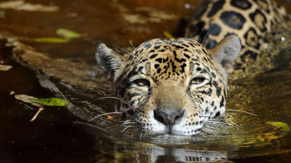 La Amazonía, amenazada por el tráfico ilegal de fauna silvestre y madera