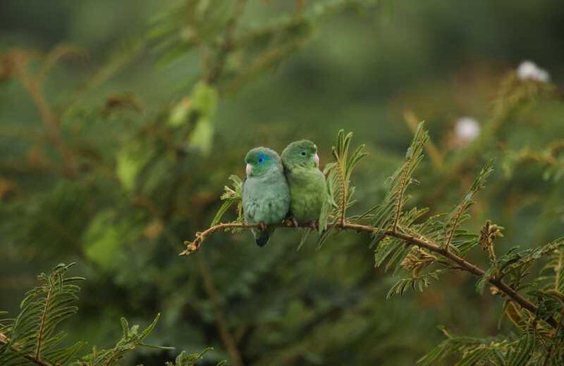 Periquito de Anteojos. Foto: Christopher Calonje