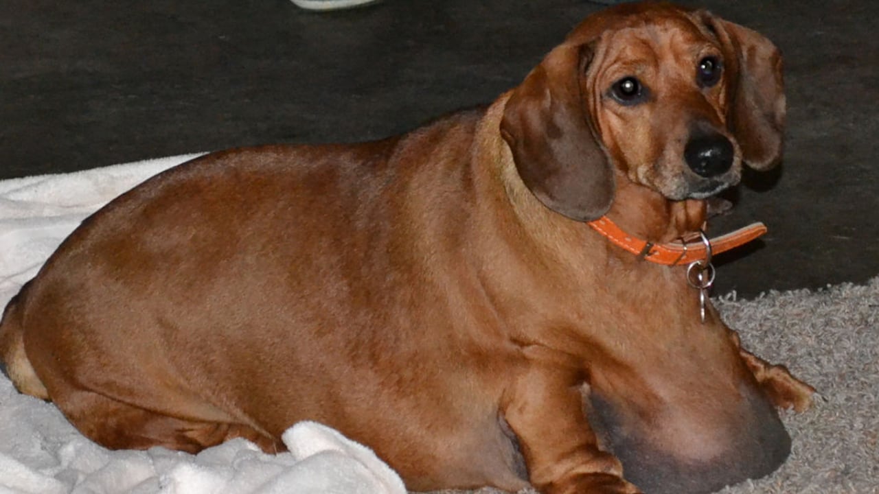 Obie alcanzó a pesar 34 kilos