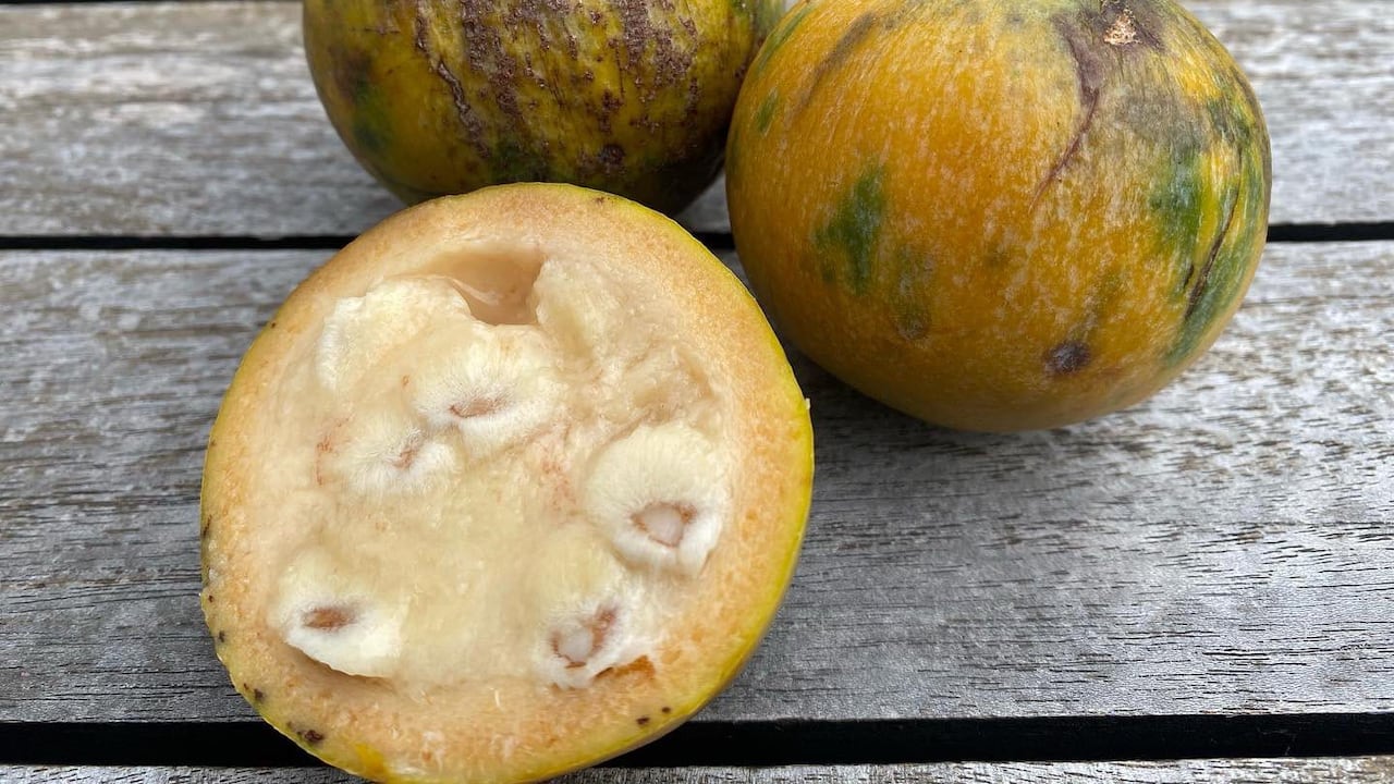 La semilla de fruta, fue la clave para que los niños de la selva sobrevivieran