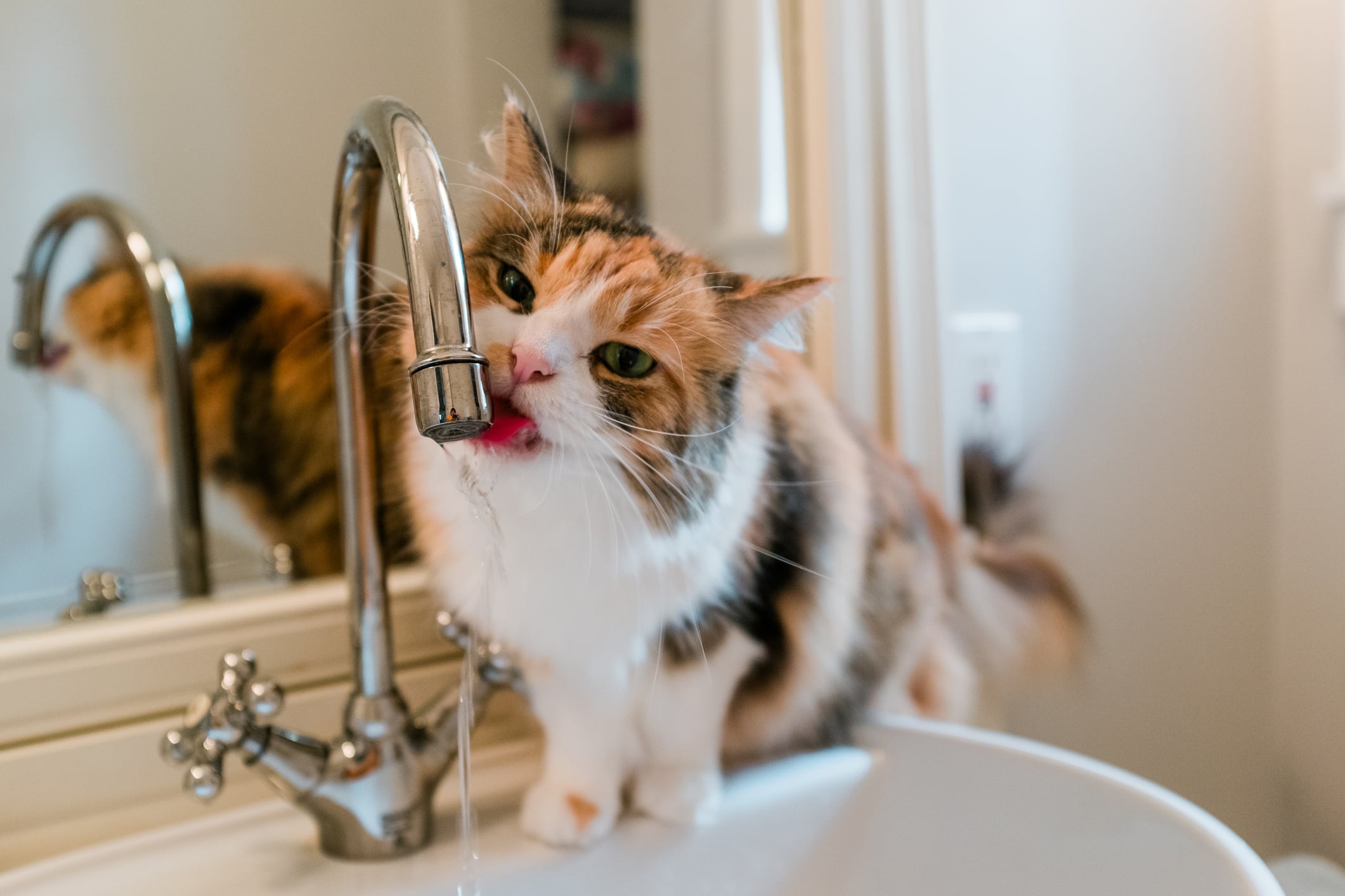 Gatos