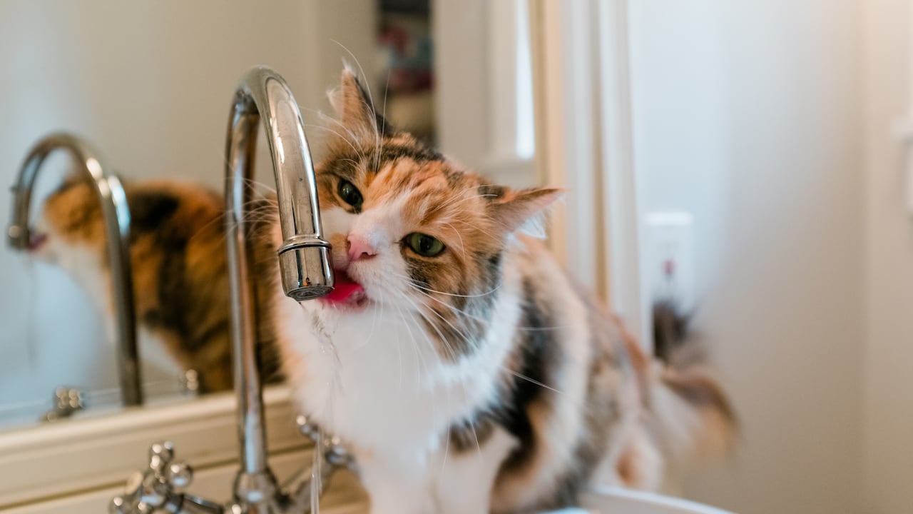 Si los gatos toman mucha agua, puede ser señal de padecimientos de salud.