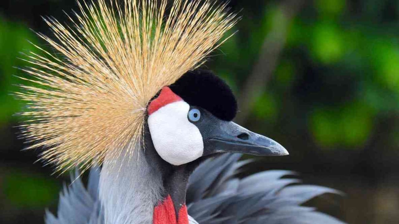 170 especies de aves habitan en el Aviario Nacional de Cartagena. Fotos: Aviario Nacional.