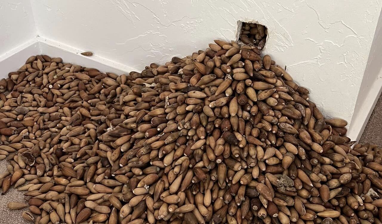 En cada hueco que abría Castro, salían gran cantidad de bellotas