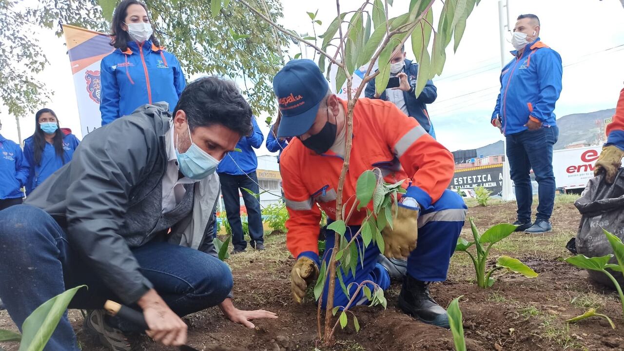 Siembra de árboles en Pasto, municipio que más ha realizado plantaciones.