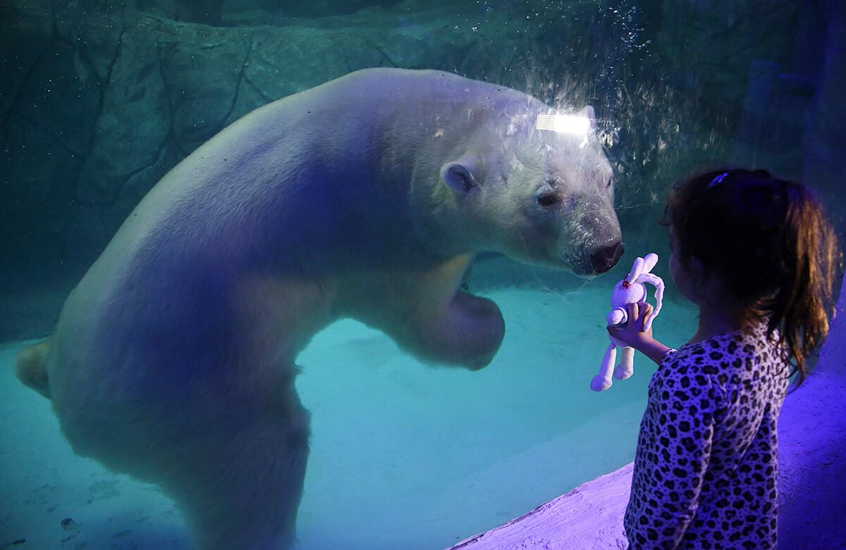 Una niña sostiene su muñeco frente a Aurora, la osa polar rusa del Acuario de Sao Paulo, Brasil. (AP)
