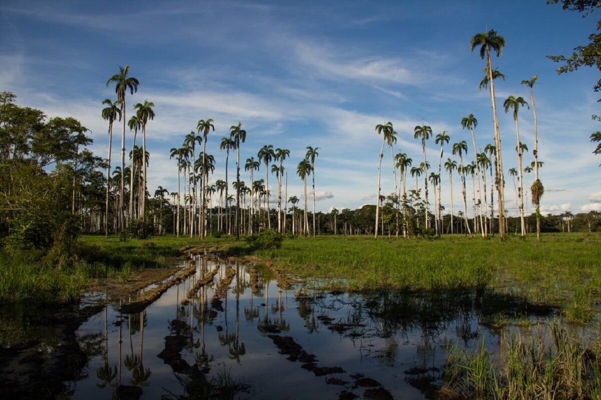 Manifiesto por la Orinoquia