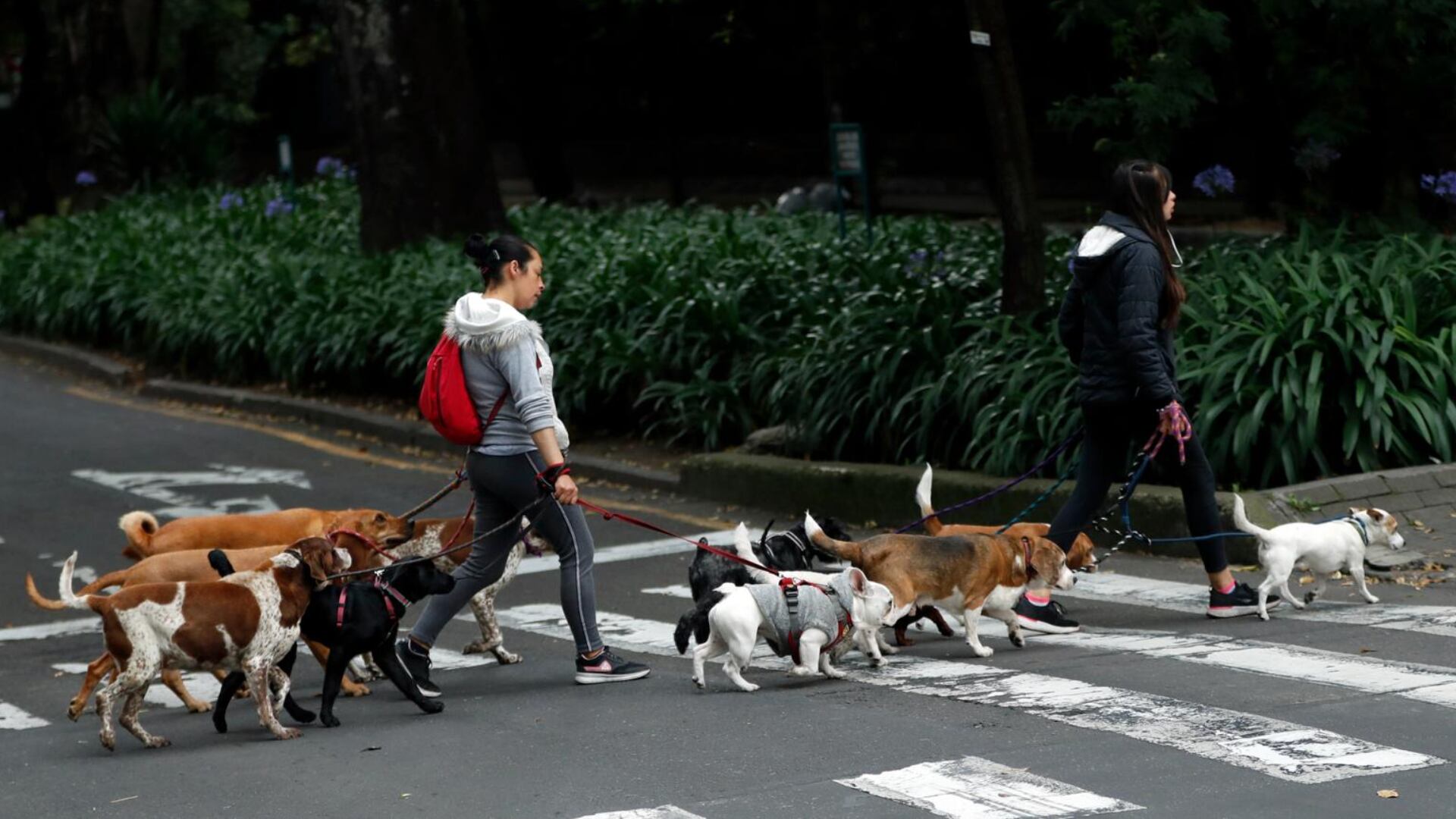 Bogotá forma parte del listado de ciudades petfriendly en América Latina. por “mejores prácticas en el manejo humanitario de perros y gatos”.