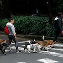 Bogotá forma parte del listado de ciudades petfriendly en América Latina. por “mejores prácticas en el manejo humanitario de perros y gatos”.