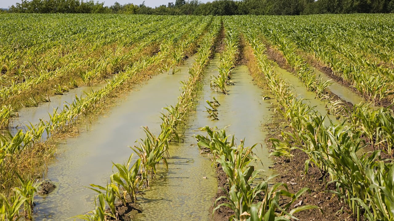 Cultivo afectado por las lluvias