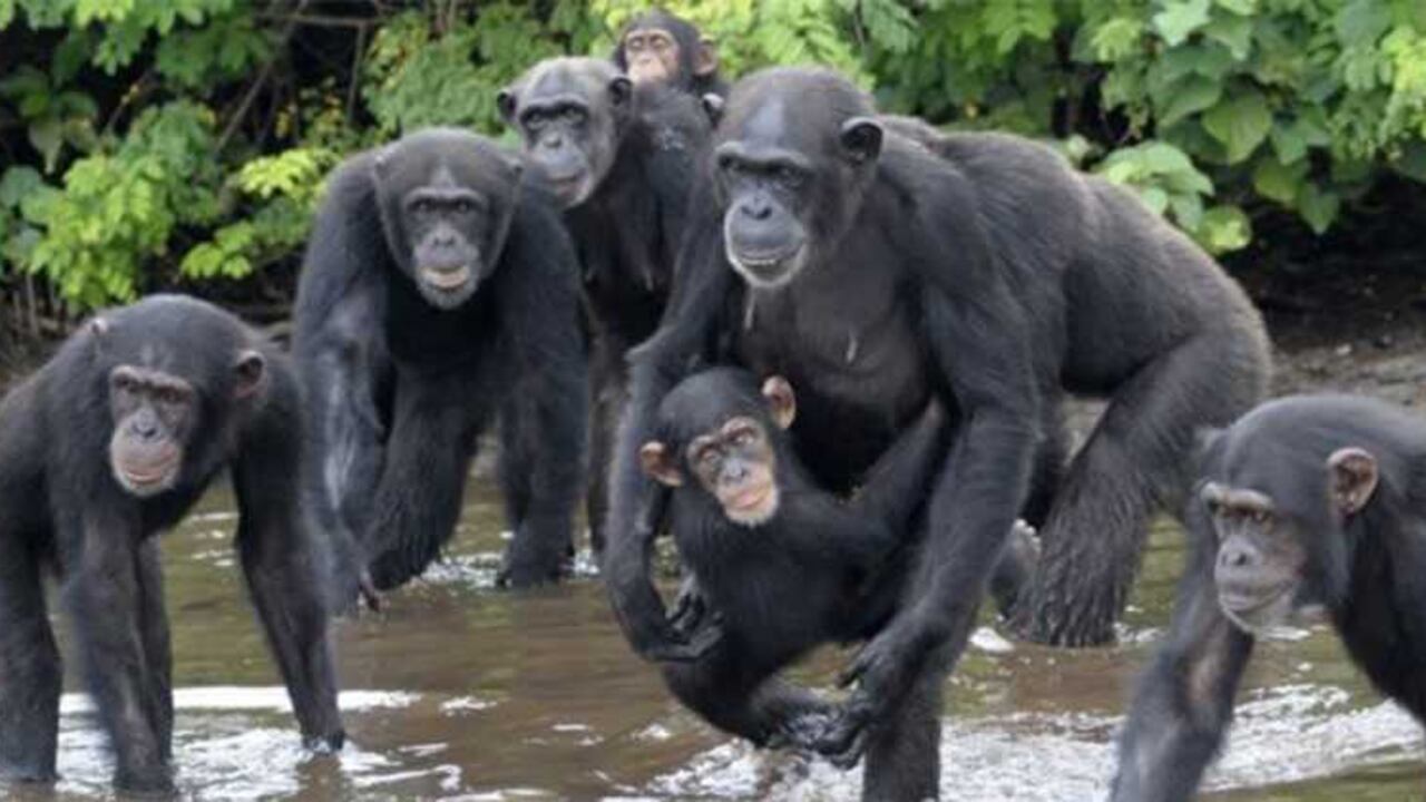 Los chimpancés fueron dejados con pocas posibilidades de alimentarse por sí solos