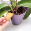 Este ingrediente casero ayuda a hidratar y revivir cualquier orquídea seca.
