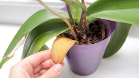 Este ingrediente casero ayuda a hidratar y revivir cualquier orquídea seca.