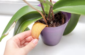 Este ingrediente casero ayuda a hidratar y revivir cualquier orquídea seca.