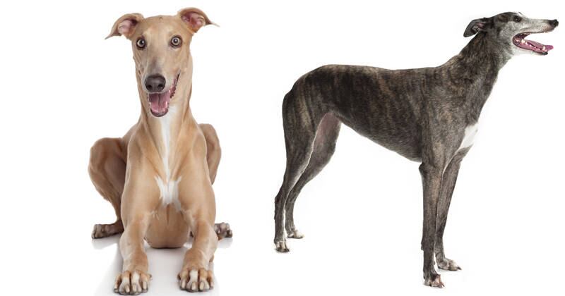 Los galgos son animales ideales para tener en el hogar