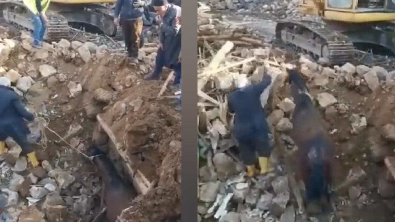 El animal sobrevivió 21 días bajo los escombros