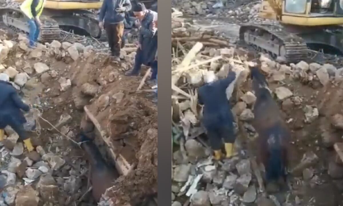 El animal sobrevivió 21 días bajo los escombros