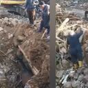 El animal sobrevivió 21 días bajo los escombros