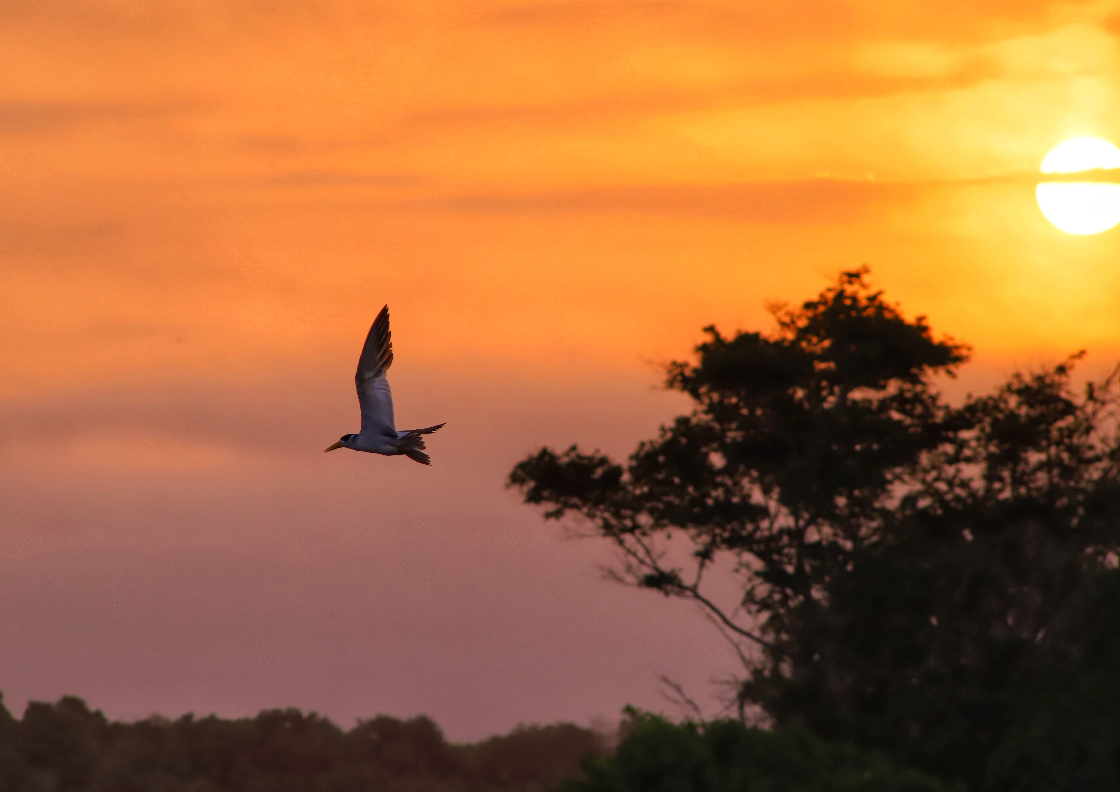 Biodiversidad Atlántico