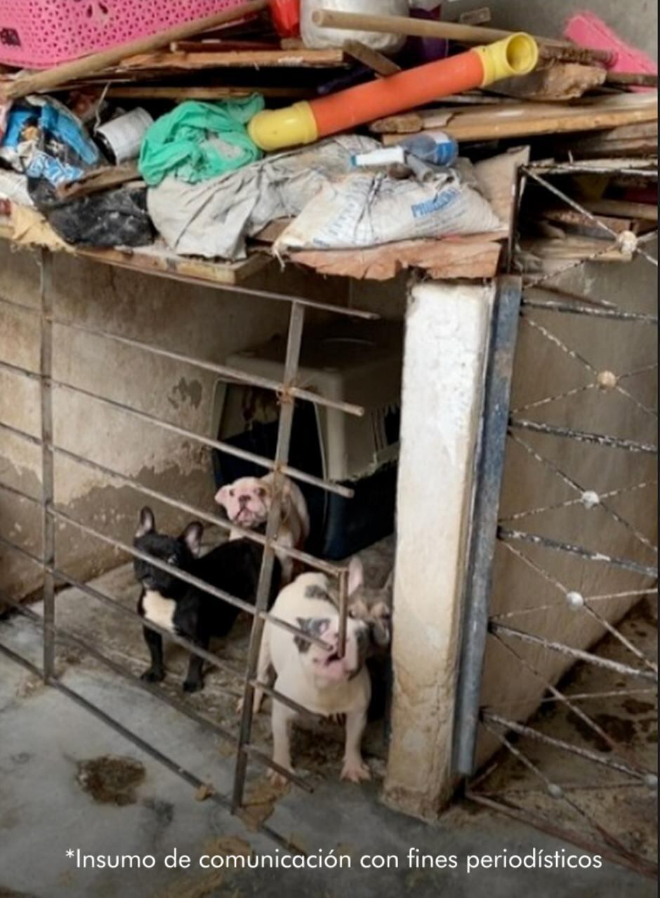 También fue imputado un hombre que fue señalado de atacar con arma blanca a un perro en Bucaramanga.