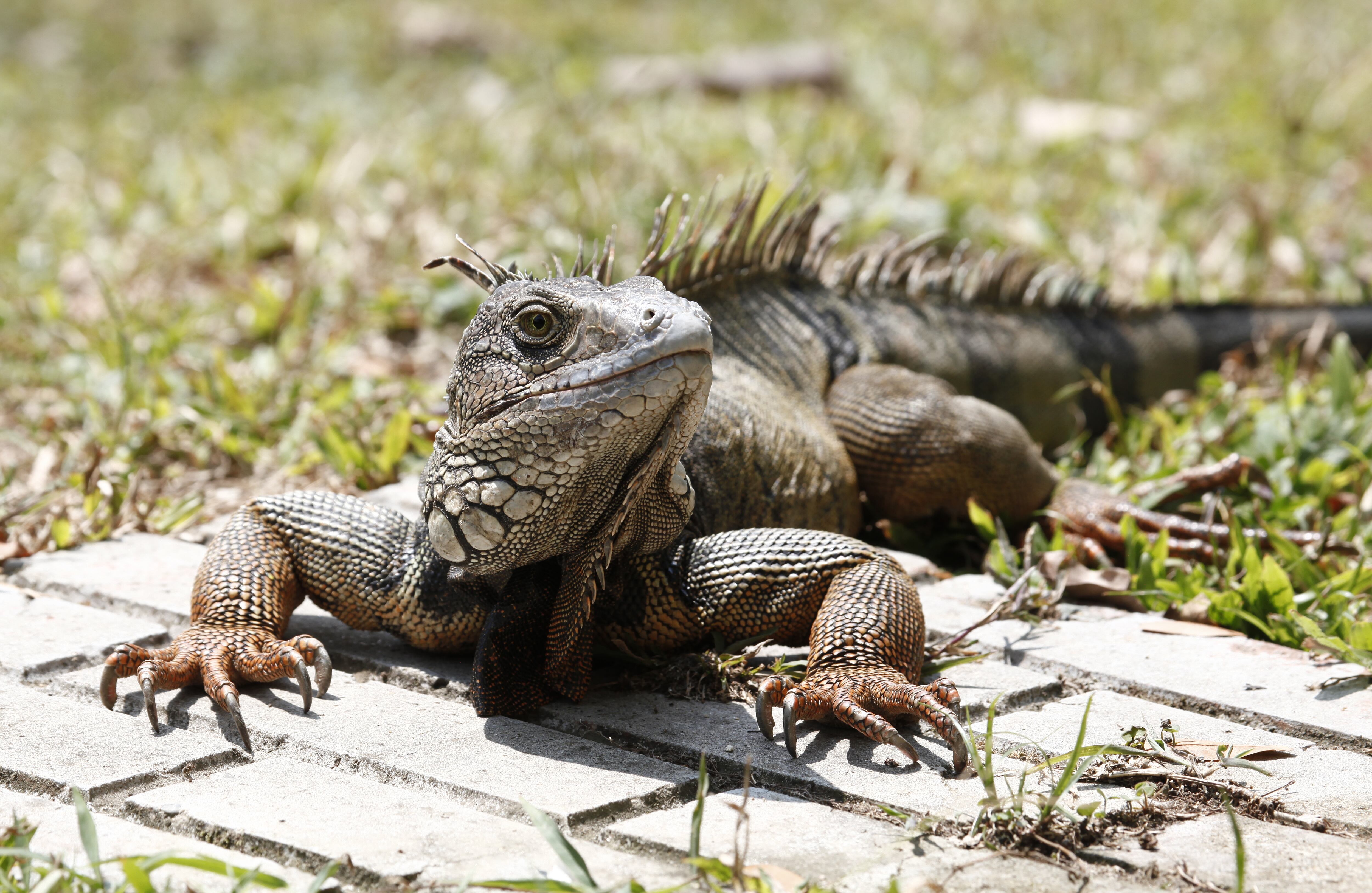 El 65 por ciento de las especies que llegan al CAV son liberadas después de un duro proceso de readaptación.