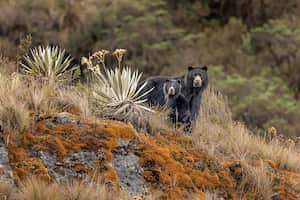 Los osos de anteojos son una especie emblemática y culturalmente significativa para Colombia.