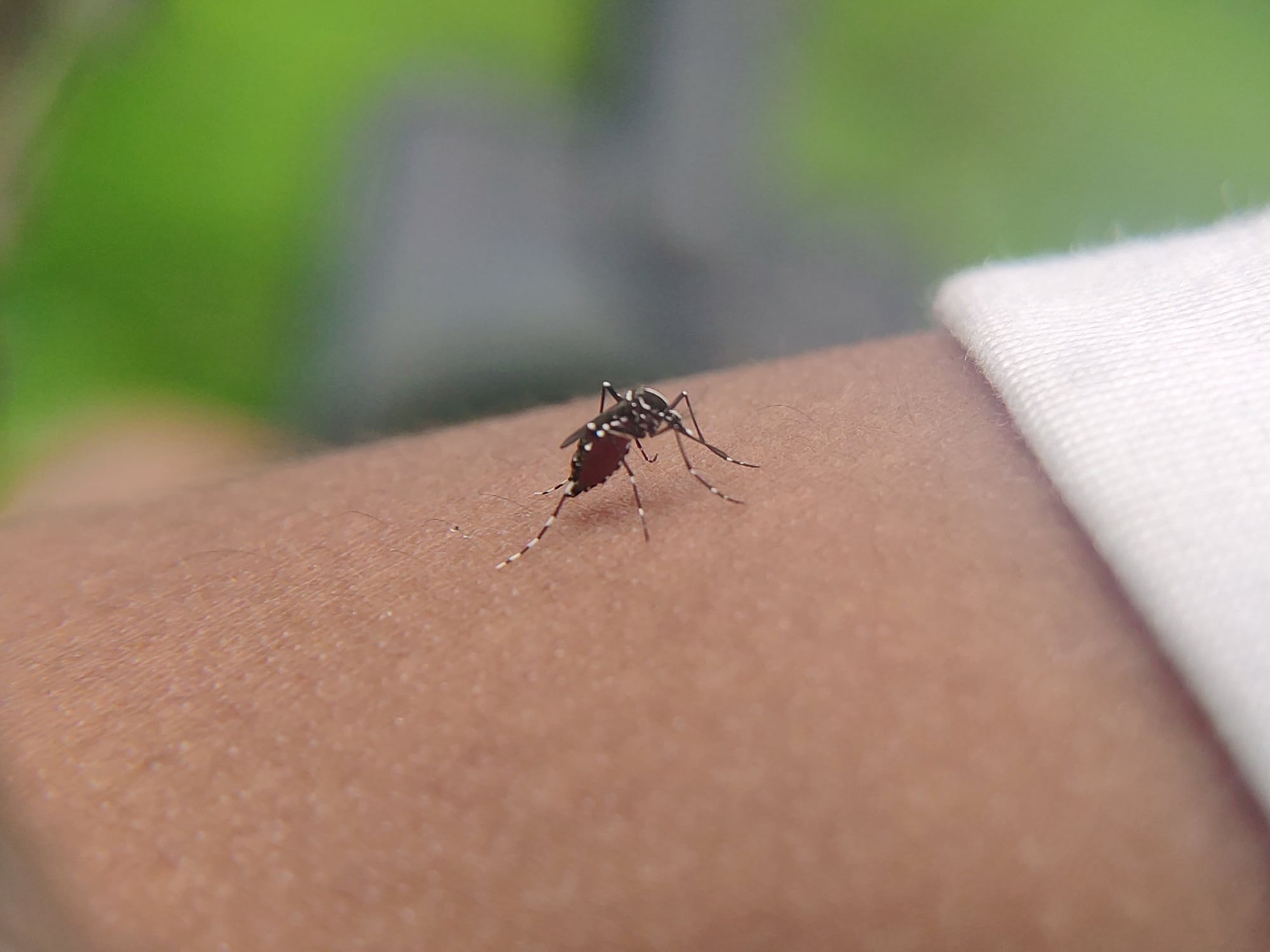 Tres enfoques respaldados por la ciencia pueden mantener alejados a los mosquitos y prevenir sus picaduras.