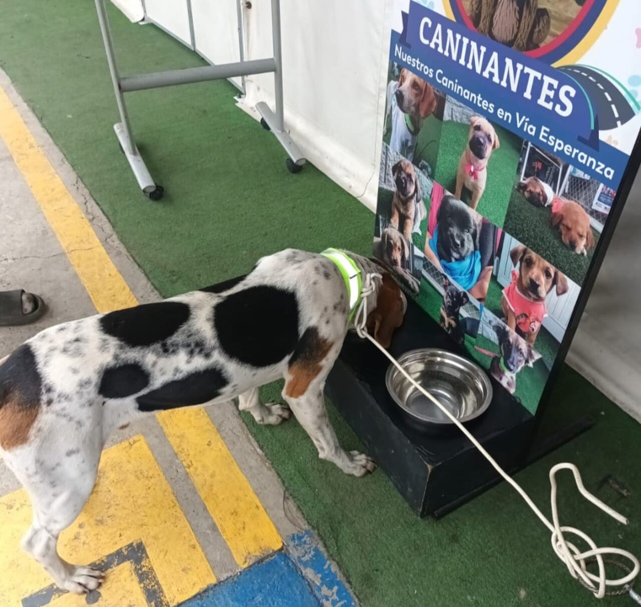 Caninantes: el programa que asiste a las mascotas de los migrantes venezolanos en la vía Bogotá-Girardot