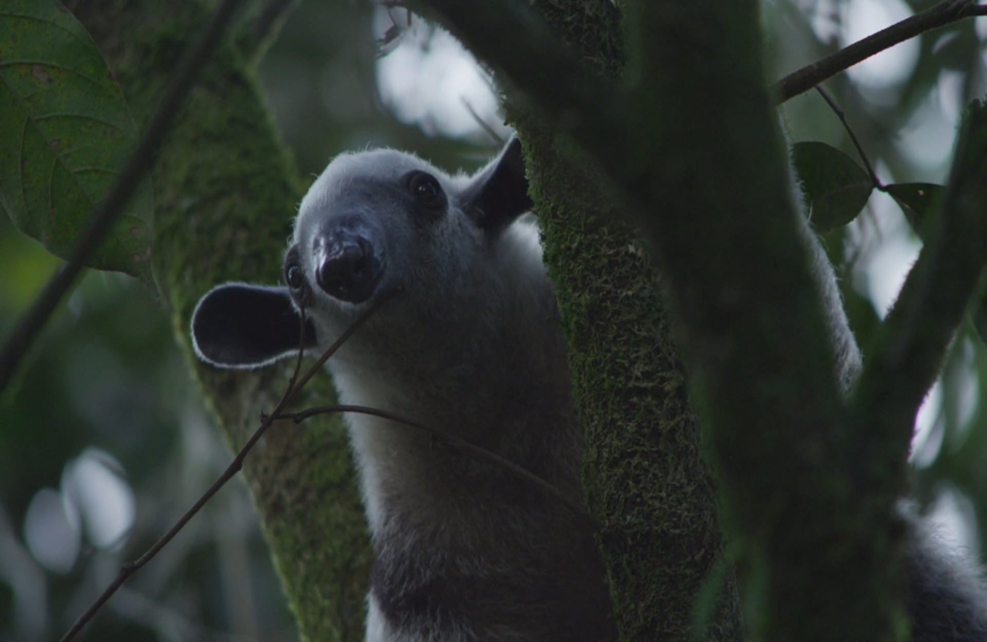 Es un oso dispuesto a la defensa y el ataque pero, Gustavo Trujillo, biólogo adscrito a la gestión ambiental de la Corporación Autónoma Regional del Valle del Cauca, afirma que todos los individuos de la fauna silvestre se expresan de manera natural y eso no se traduce, necesariamente, en un riesgo para los humanos. Foto: Cortesía CVC