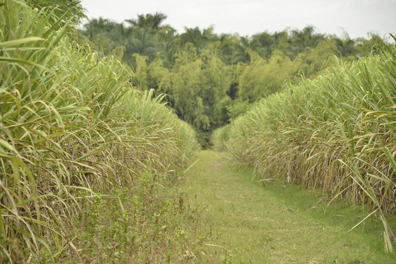 Reserva natural Hatico